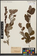 Foto von Salix aurita L.